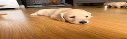 Miniature Dachshund dogs for sale: Miniature Long Haired Dachshund  - Advert 26