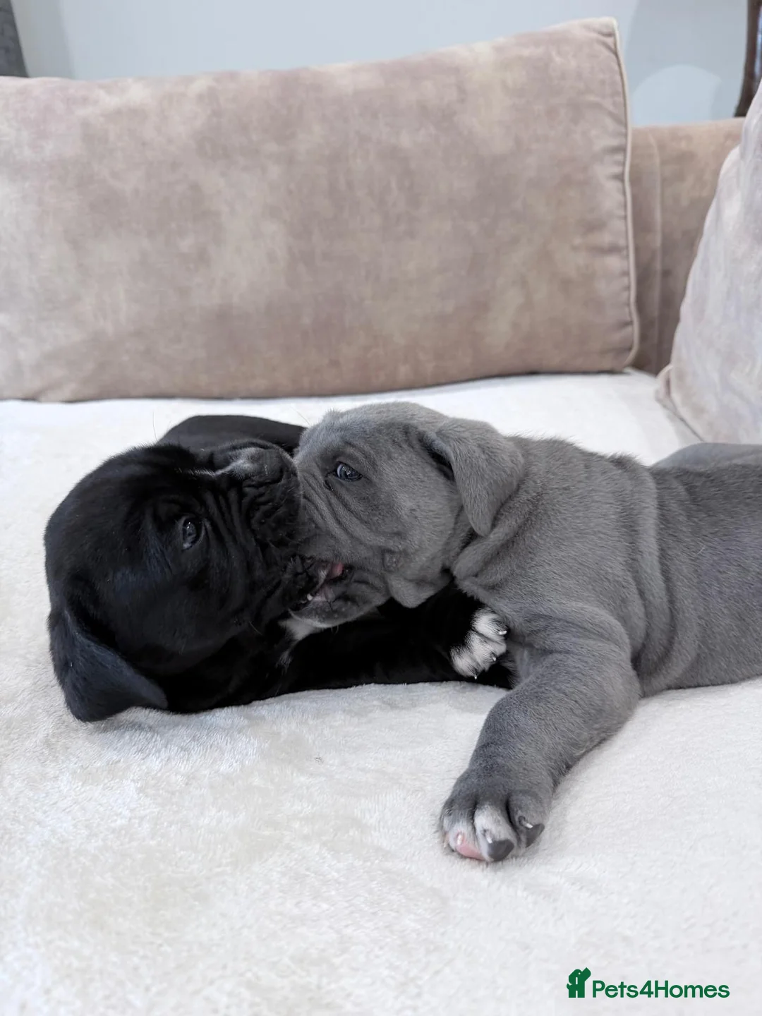 Cane Corso dogs for sale: Beautiful pure bred cane corso pups  - Advert 15