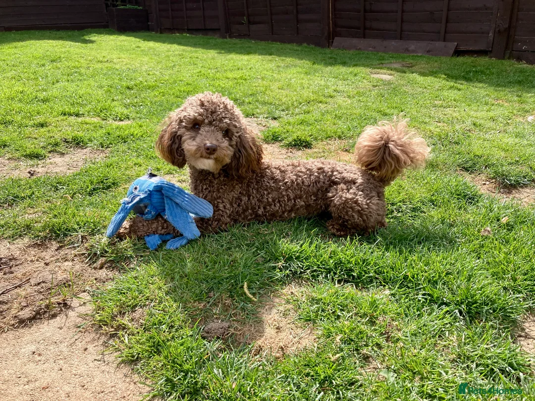 Toy Poodle dogs for stud: Health tested KC chocolate toy poodle stud in Stevenage - Advert 15