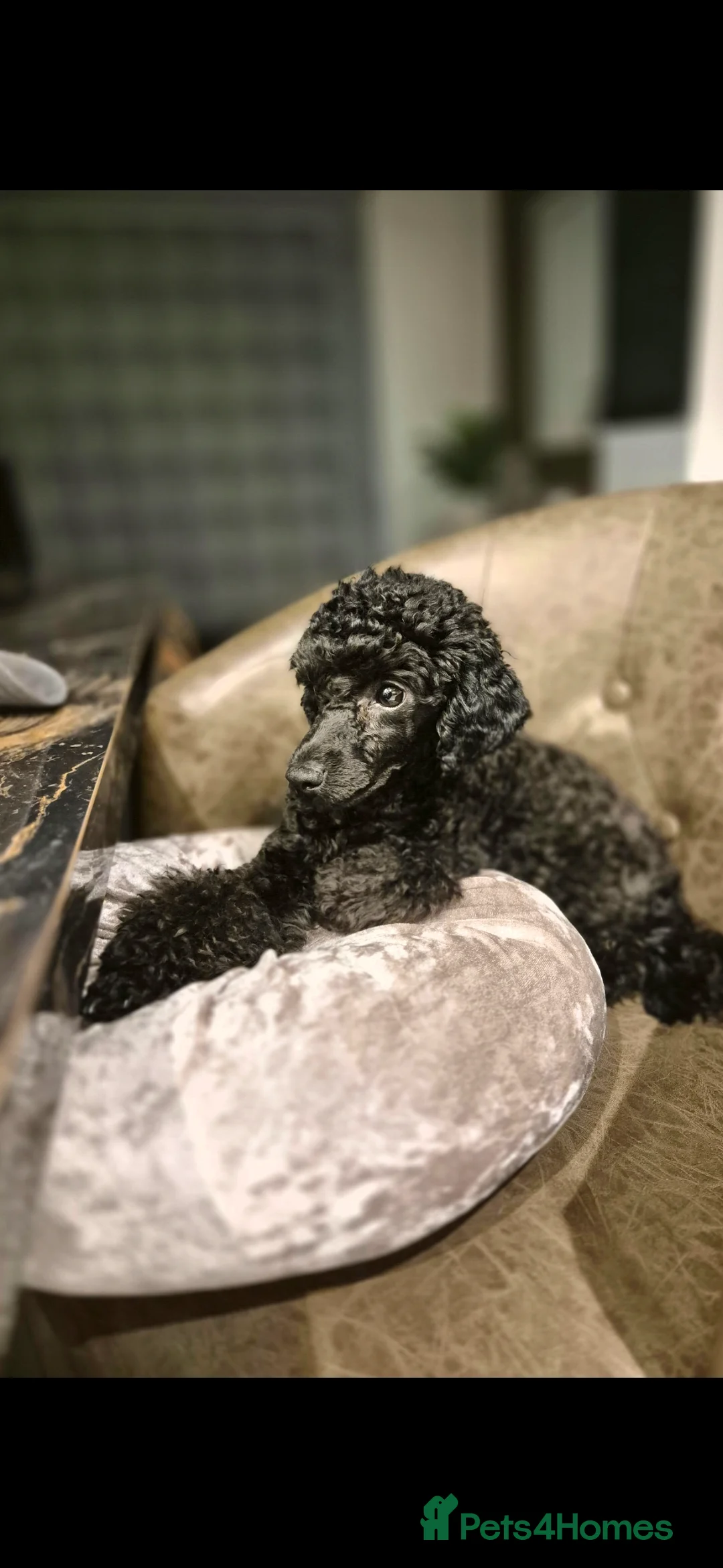 Toy Poodle dogs for sale: Toy Poodle - Advert 1