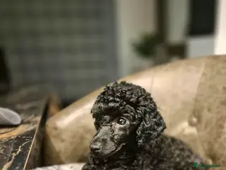 Toy Poodle dogs Toy Poodle - Advert 1