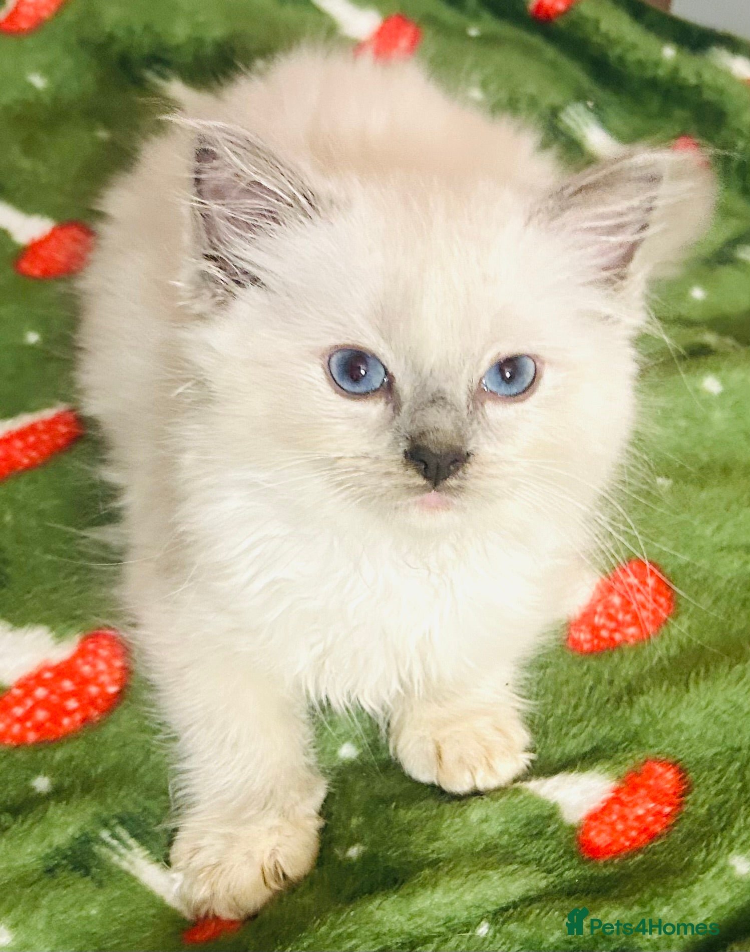 Ragdoll cats Cute little Ragdoll kittens for sale 💕🐱🐱 - Advert 8