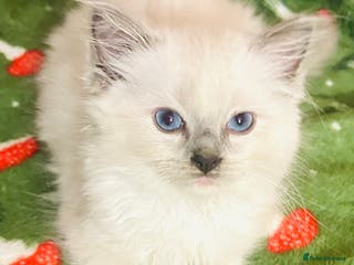 Ragdoll cats Cute little Ragdoll kittens for sale 💕🐱🐱 - Advert 5