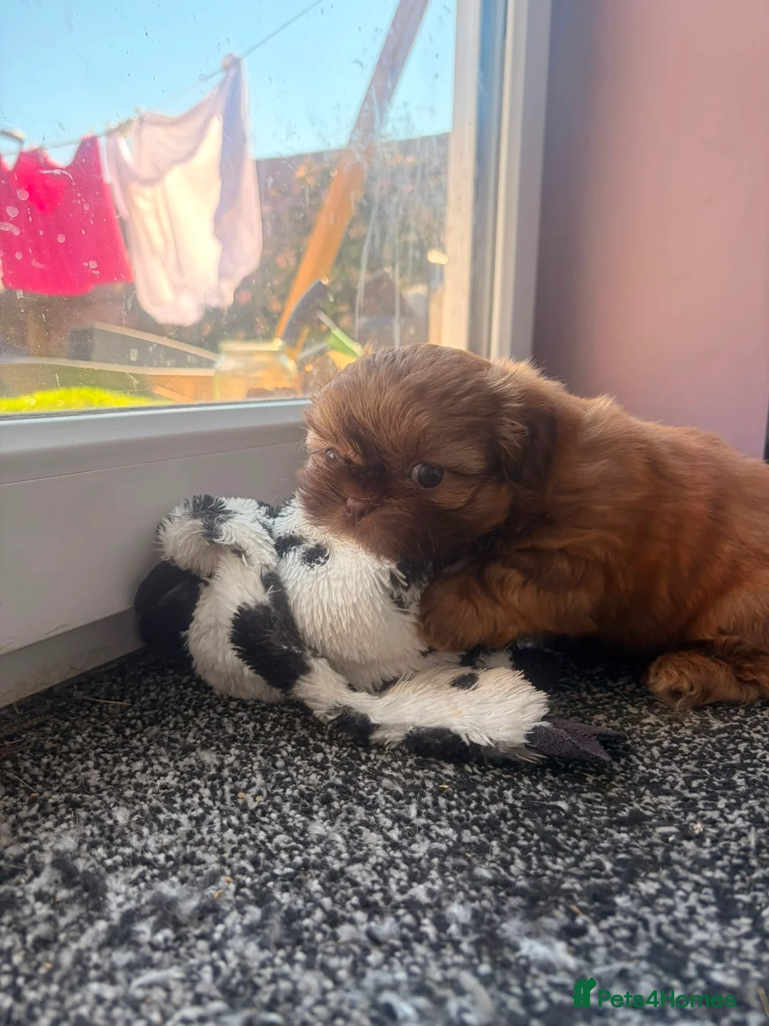 Shih Tzu dogs for sale: Shih tzu.    Two boys available  in Portland - Advert 2