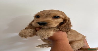 Cocker Spaniel dogs - Advert 10