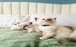 Ragdoll cats for sale: Gorgeous pedigree little babies  - Image 9