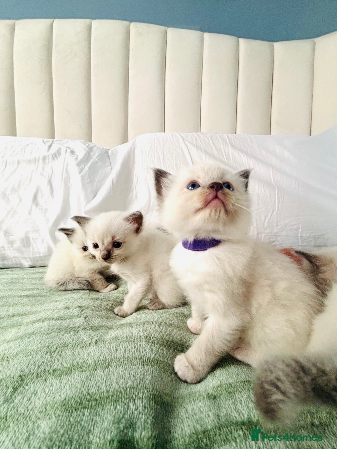 Ragdoll cats for sale: Gorgeous pedigree little babies  - Image 9