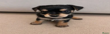 Chorkie 2