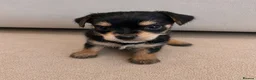Chorkie dogs for sale: Beautiful chorkies for sale - Advert 4
