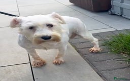 Miniature Schnauzer dogs for sale: Miniature Shchnauzer girl looking new home - Image 3