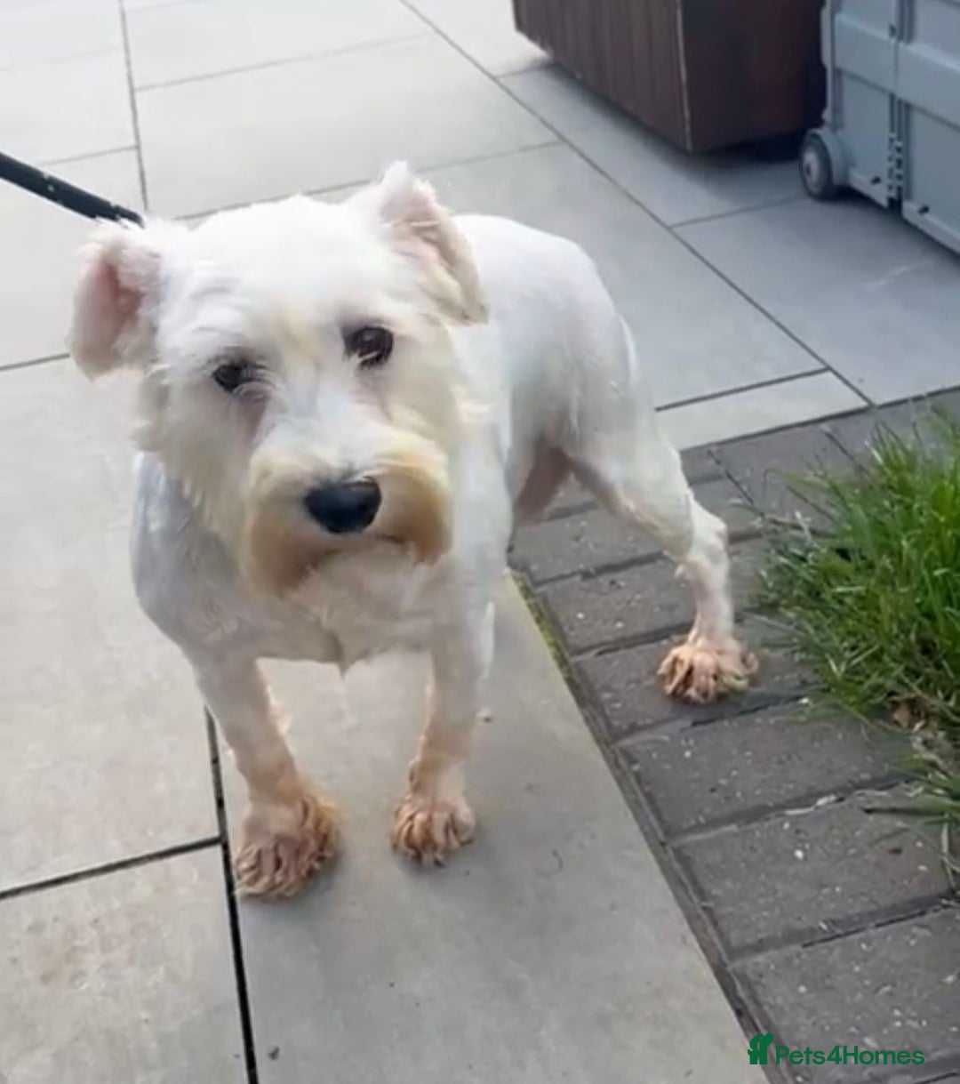 Miniature Schnauzer dogs for sale: Miniature Shchnauzer girl looking new home - Image 3