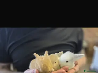 Mixed Breed rabbits Mini lop x Netherlands dwarf bunnies - Advert 6