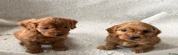 Cockapoo dogs for sale: F1 Cockapoo Puppies - Advert 1