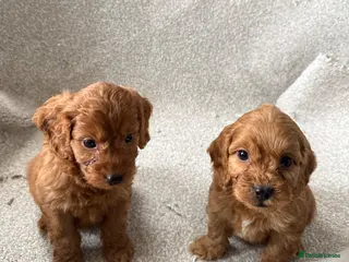 Cockapoo dogs F1 Cockapoo Puppies - Advert 4