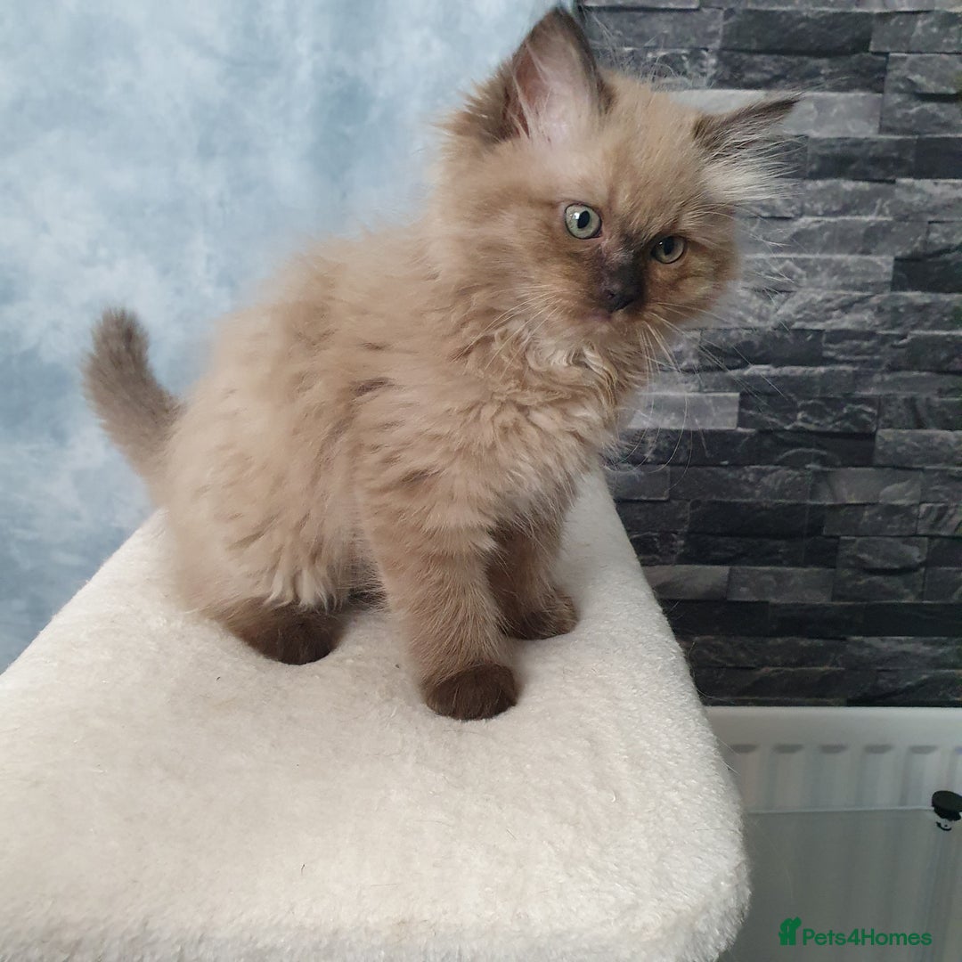 Ragdoll cats for sale: Reduced RARE Brown/mink Green-eyed Ragdoll kittens - Image 17