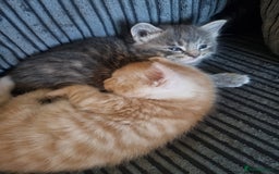 Maine Coon cats for sale: Maine coon x British short hair - Image 1