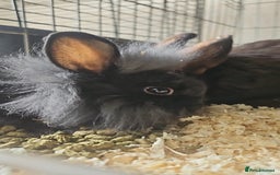 Lionhead rabbits for sale: Lion heads in Wigan - Image 31