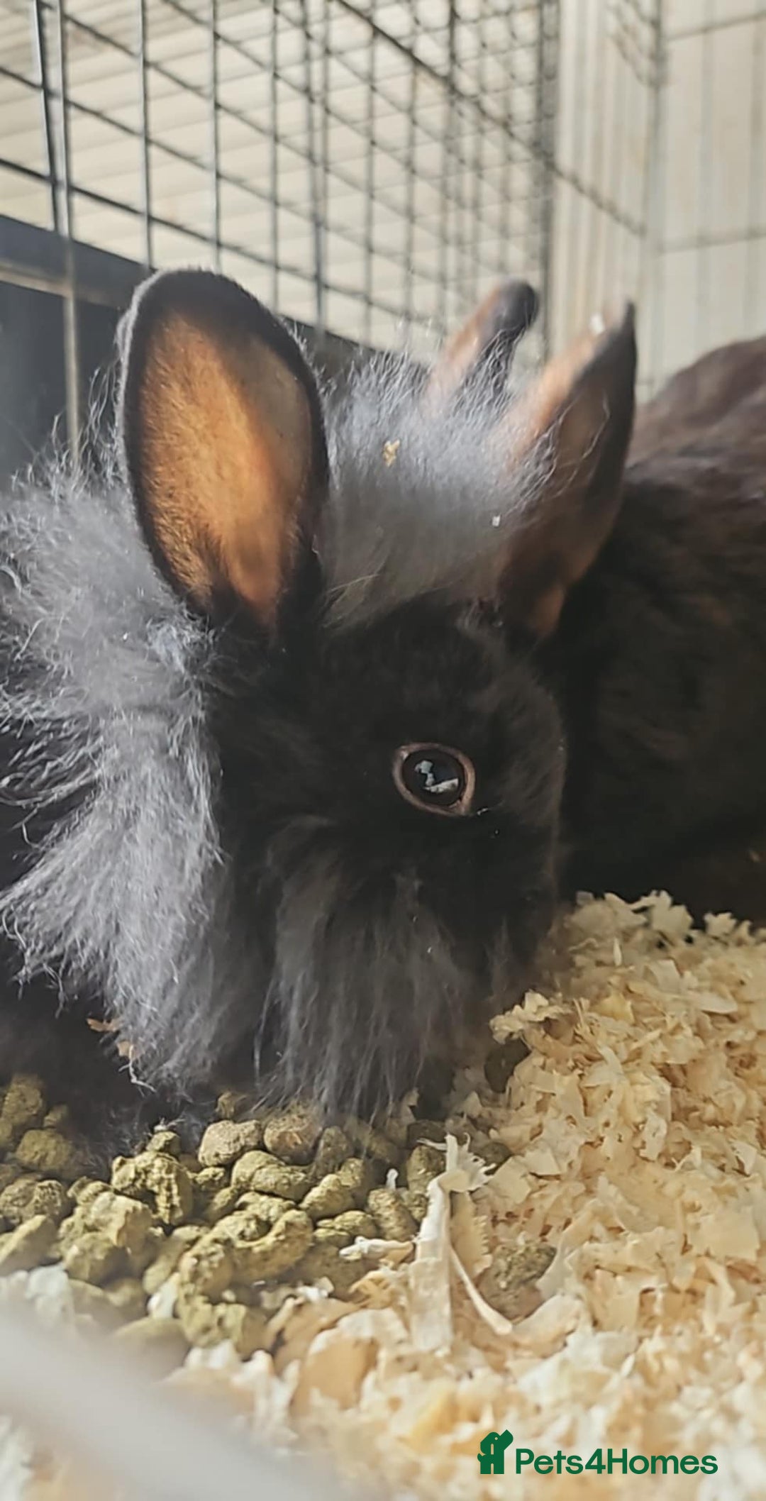 Lionhead rabbits for sale: Lion heads in Wigan - Image 31