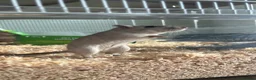 Gerbil rodents for sale: Gerbil in Southam - Advert 1