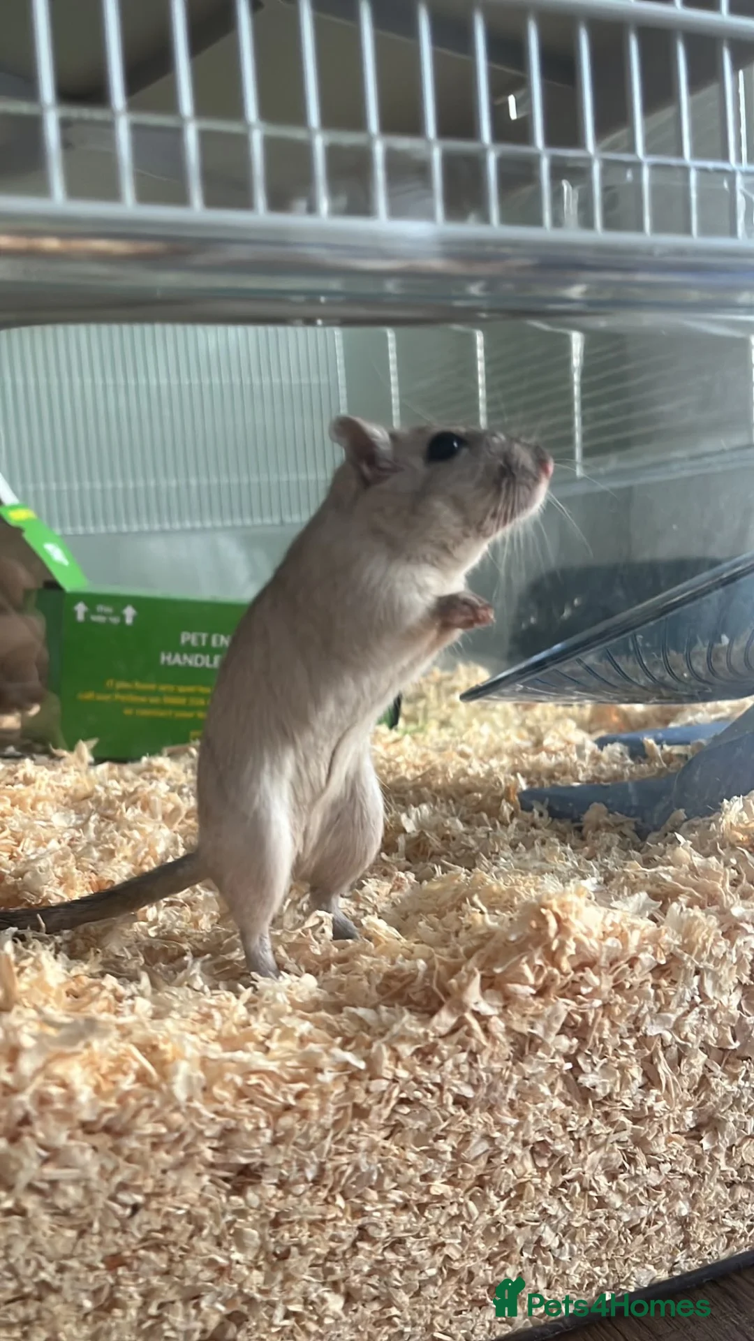 Gerbil rodents for sale: Gerbil in Southam - Advert 1