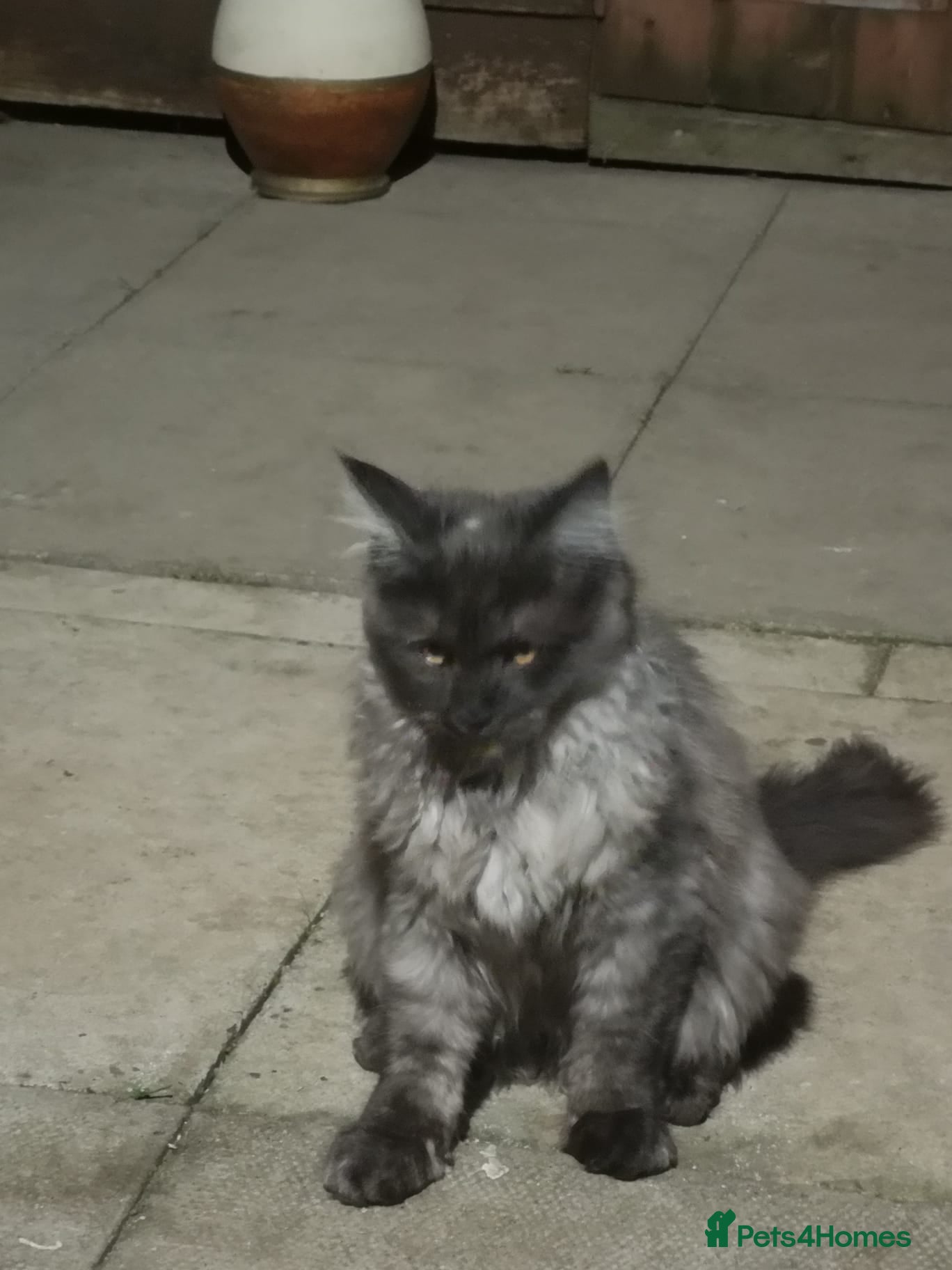 Maine Coon cats XXL Giant Main Coon  - Advert 2