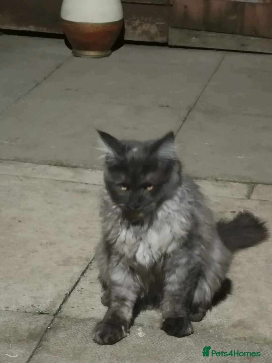 Maine Coon cats for sale: XXL Giant Main Coon  - Advert 2
