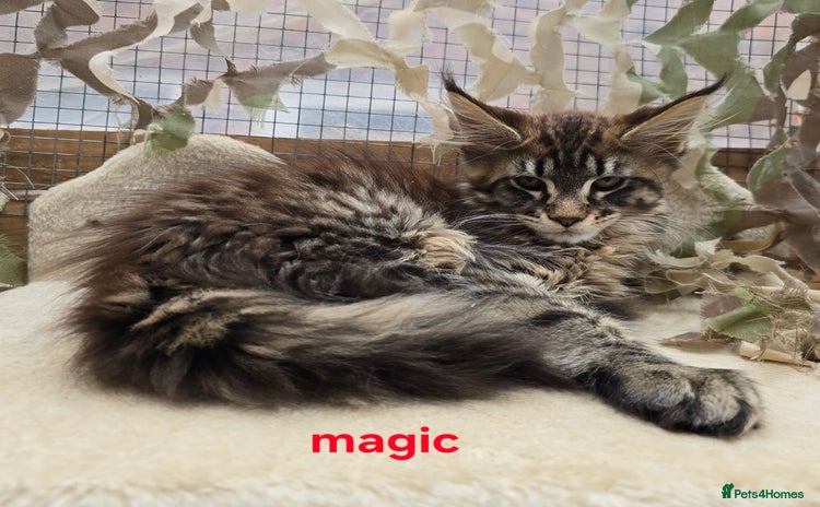 Maine Coon cats - Advert 4