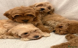 Cavapoo dogs for sale: Cavapoo puppy’s Extensively health tested parents - Image 13