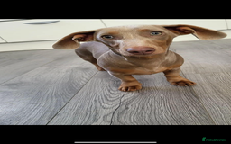 Miniature Dachshund dogs for stud: **Frankie the most handsome mini dachshund** in Walsall - Image 9