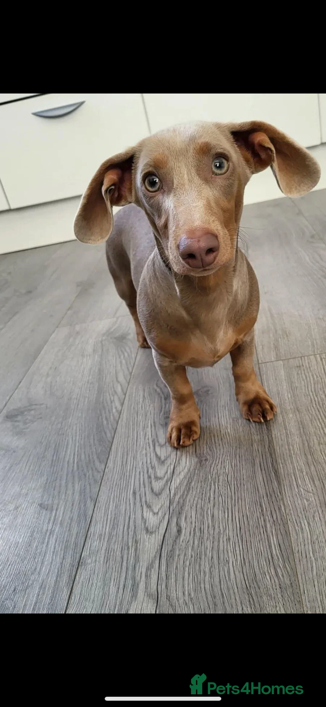 Miniature Dachshund dogs for stud: **Frankie the most handsome mini dachshund** in Walsall - Advert 9