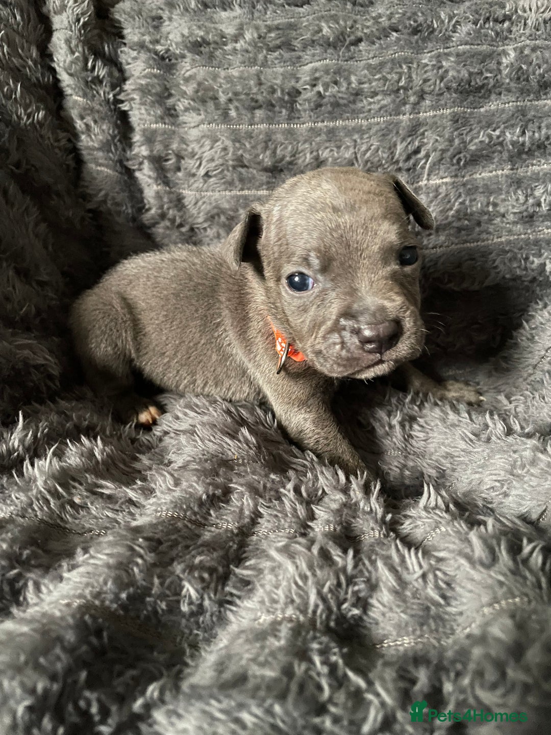 Staffordshire Bull Terrier dogs for sale: Blue Staffordshire Bull Terrier Puppies  - Advert 5
