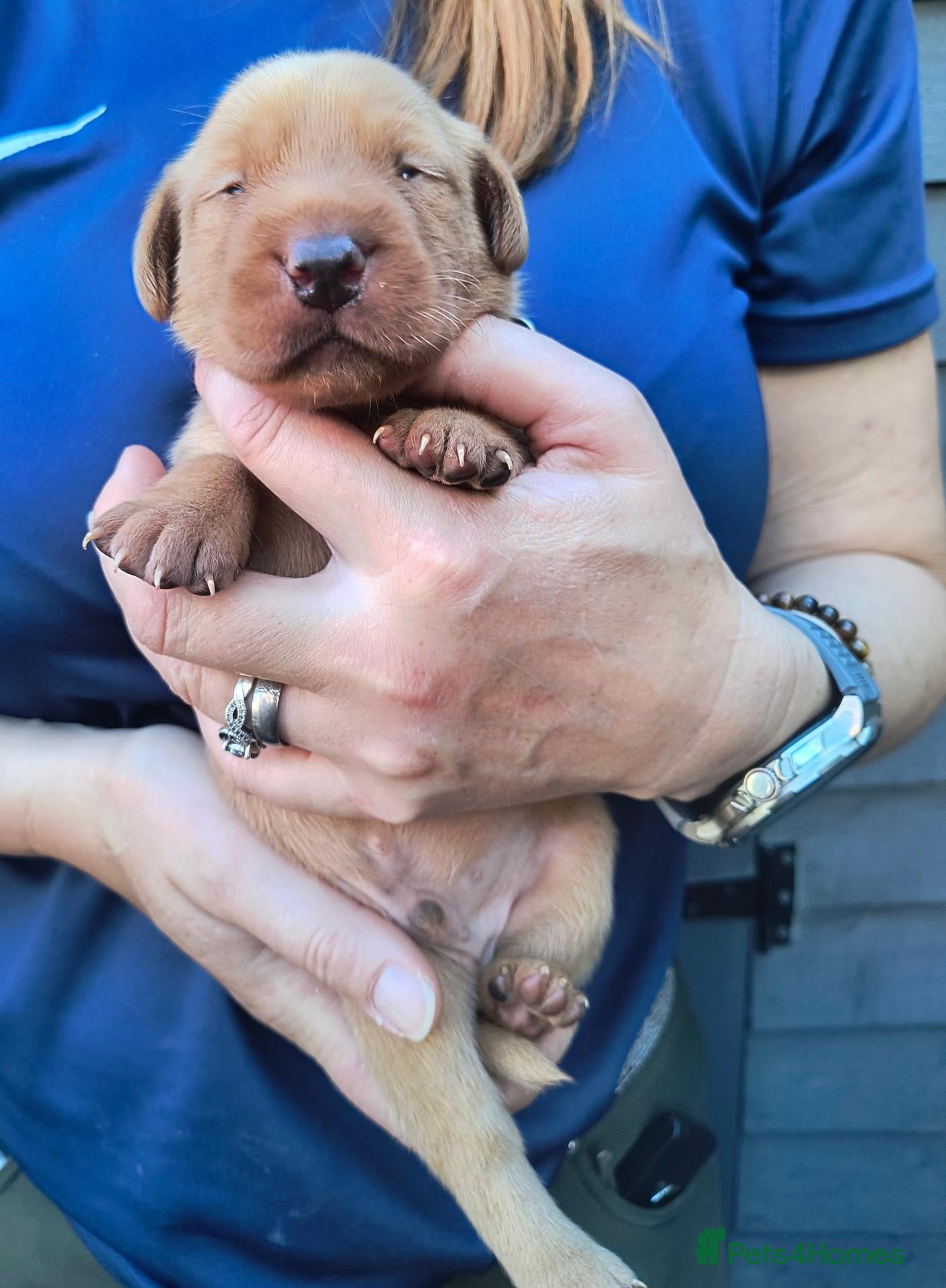 Labrador Retriever dogs  KC registered FTW Sired Labrador puppies  - Advert 2