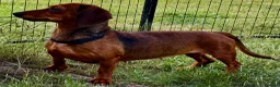 Dachshund dogs for adoption: 🐾 UTAN – Female Miniature Dachshund 🐾 - Advert 7