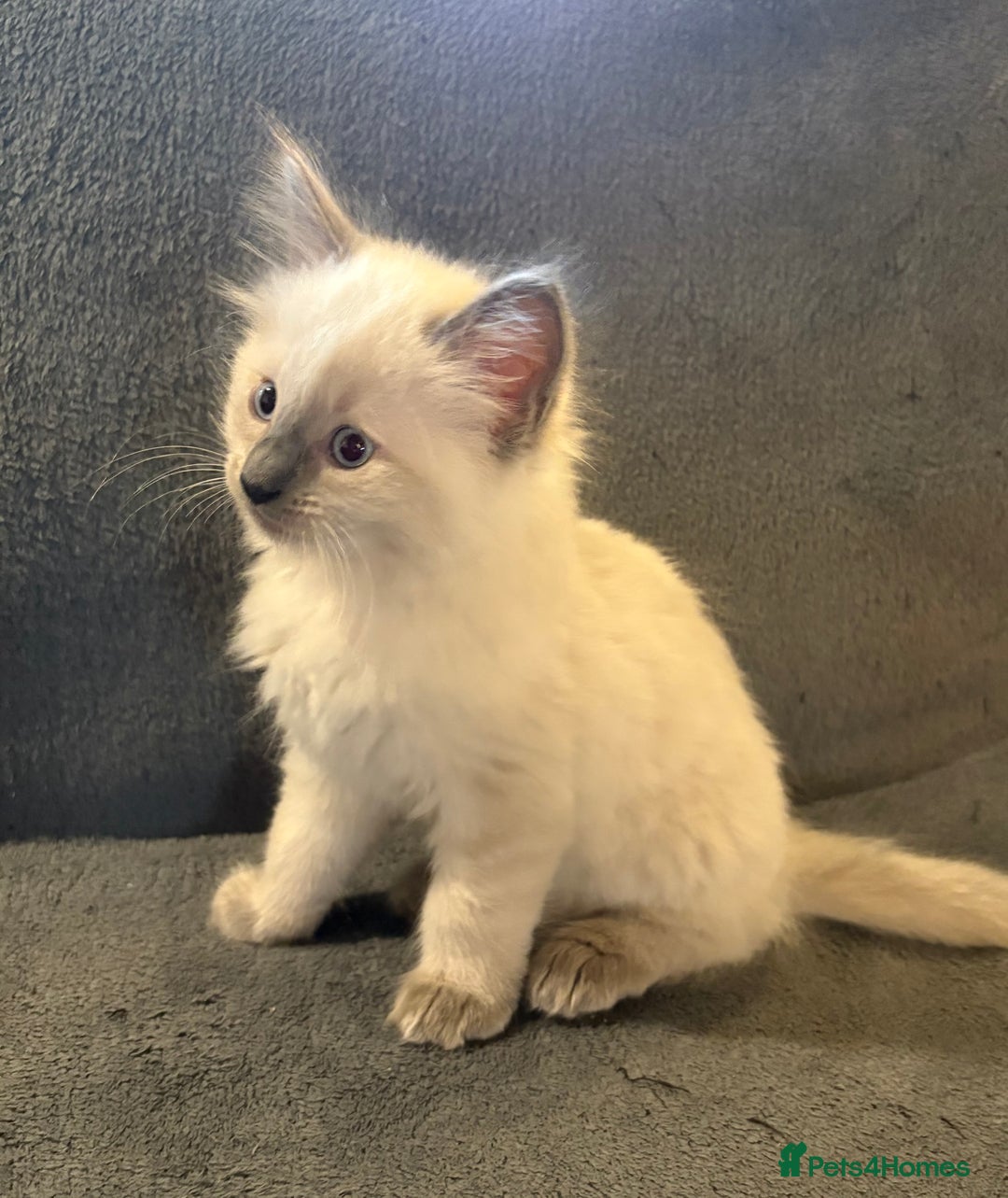 Ragcoon cats for sale: Stunning Maine Coon x Ragdoll kittens - Image 6