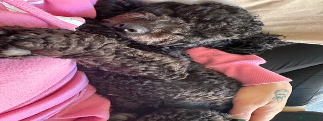 Raven 