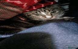 Domestic Shorthair cats for sale: Female domestic cat – 1 year old - Image 4