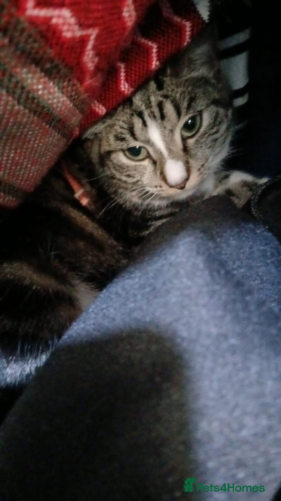 Domestic Shorthair cats for sale: Female domestic cat – 1 year old - Image 4