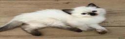 Ragdoll cats for sale: Flame and Seal point kittens  - Advert 15