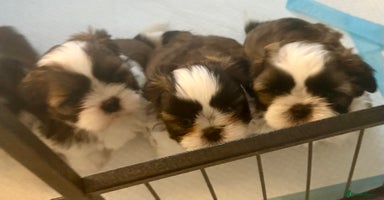 Shih Tzu dogs in Saint Leonards-on-sea - Advert 5