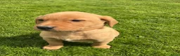 Labrador Retriever dogs for sale: For Red Labrador pups. KC REG/COUNCIL LICENSED  - Advert 8