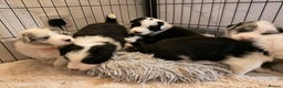 Border Collie dogs for sale: Stunning puppies from international champion line. - Advert 9