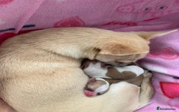 Chihuahua dogs for sale: Apple head boy Chihuahua  - Image 9