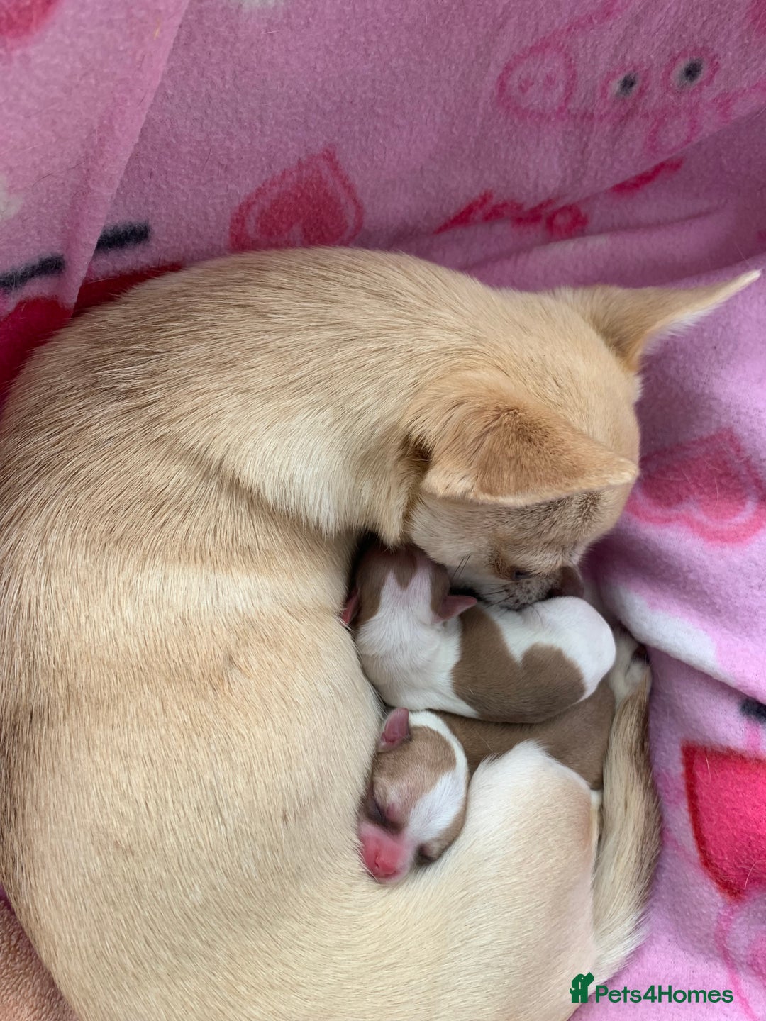 Chihuahua dogs for sale: Apple head boy Chihuahua  - Image 9