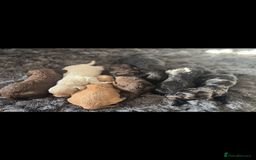 Cockapoo dogs for sale: Rare stunning American miniature teddy cockapoos  - Image 4