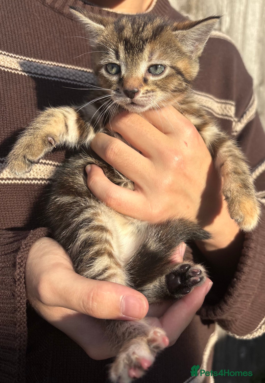 Mixed Breed cats for sale: 5 Gorgeous kittens available now - Image 8