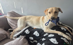 Labrador Retriever dogs for sale: 1 year old yellow labrador  - Advert 3