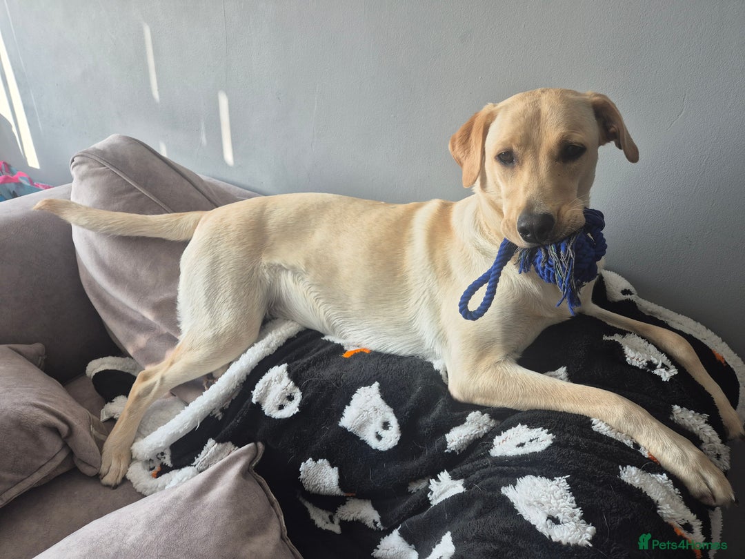 Labrador Retriever dogs for sale: 1 year old yellow labrador  - Advert 3