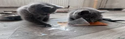 British Shorthair cats for sale: Pure British Shorthair Kittens - Advert 13