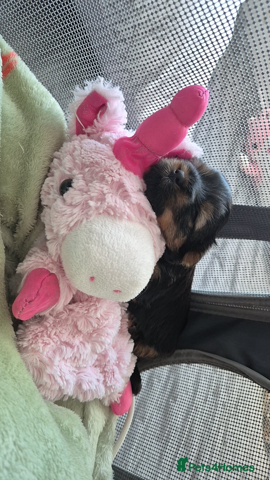 Yorkshire Terrier dogs for sale: Adorable Female Yorkie Puppy Looking for a Home 🌸 - Advert 10