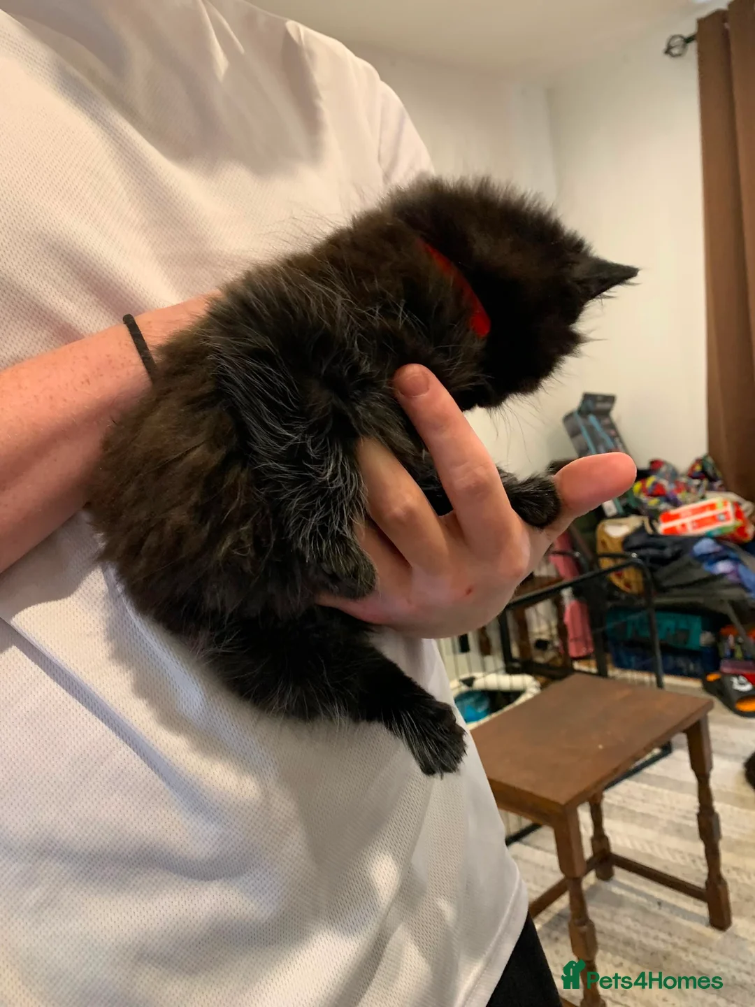 Mixed Breed cats for sale: 3 beautiful playful kittens  - Advert 2
